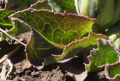 Sonchus nanus