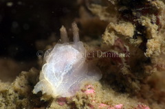 Goniodoris nodosa