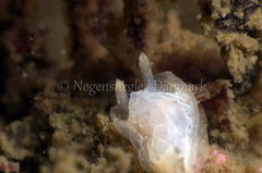 Goniodoris nodosa
