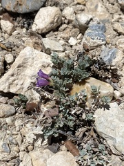 Penstemon thompsoniae