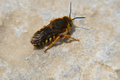 Rhodanthidium septemdentatum