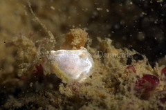 Goniodoris nodosa