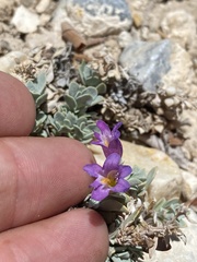 Penstemon thompsoniae
