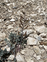 Astragalus minthorniae