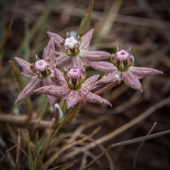 Asclepias gibba