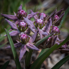 Asclepias gibba