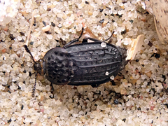 Thanatophilus rugosus