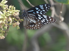 Tirumala hamata