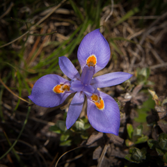 Moraea alpina
