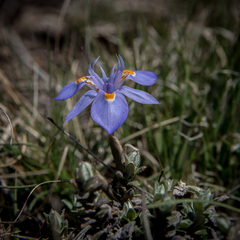 Moraea alpina