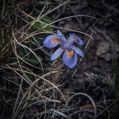 Moraea alpina
