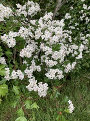 Crataegus monogyna