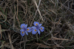 Moraea alpina