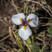 Moraea modesta - Photo (c) Brendan Cole, μερικά δικαιώματα διατηρούνται (CC BY-NC-ND), uploaded by Brendan Cole