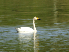 Cygnus columbianus bewickii