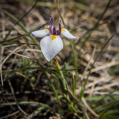 Moraea modesta