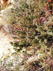 Erica haematocodon