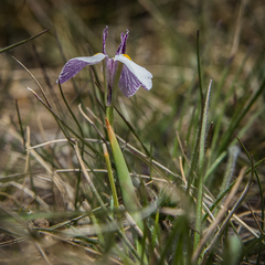 Moraea modesta