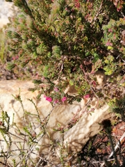 Erica haematocodon