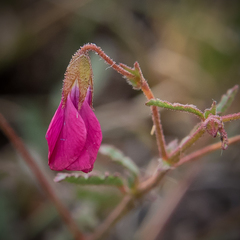 Hermannia coccocarpa