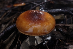 Pholiota communis