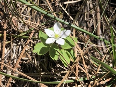 Anemonastrum deltoideum