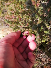 Erica haematocodon