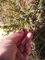 Erica haematocodon