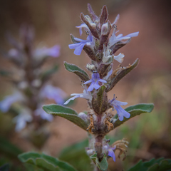 Ajuga ophrydis