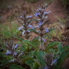 Ajuga ophrydis