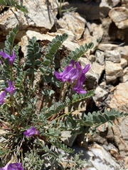 Astragalus oophorus