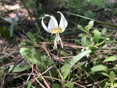 Erythronium citrinum