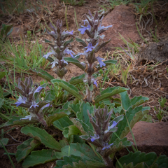 Ajuga ophrydis