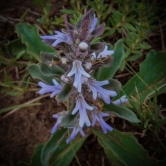 Ajuga ophrydis