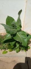 Calotropis procera