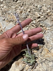 Caulanthus crassicaulis