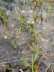 Eriocaulon koernickianum