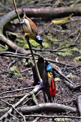 Wilson's Bird-Of-Paradise photo 4