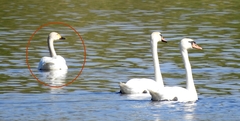 Cygnus columbianus bewickii