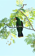Eclectus roratus