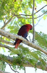 Eclectus roratus
