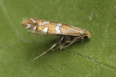 Phyllonorycter insignitella