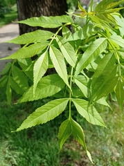 Fraxinus excelsior