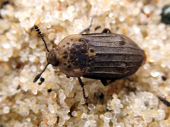 Thanatophilus dispar