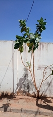 Calotropis procera