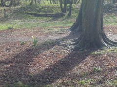 Sciurus carolinensis