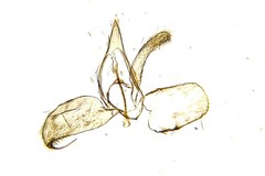 Phyllonorycter insignitella
