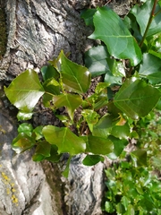 Populus