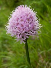 Traunsteinera globosa