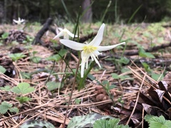 Erythronium citrinum